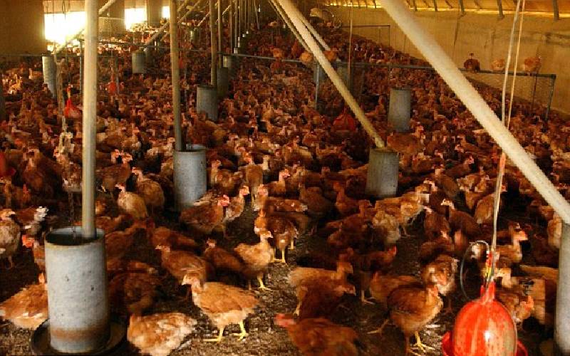 NDA Agro farm